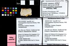 Foto (Objket + Etiketten) von Tuberosagalathea neojurensis (Patrulius, 1959) 